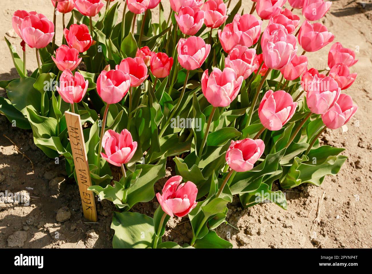 Printemps de belles tulipes fleurir dans un immense champs sous le soleil, hollande Banque D'Images