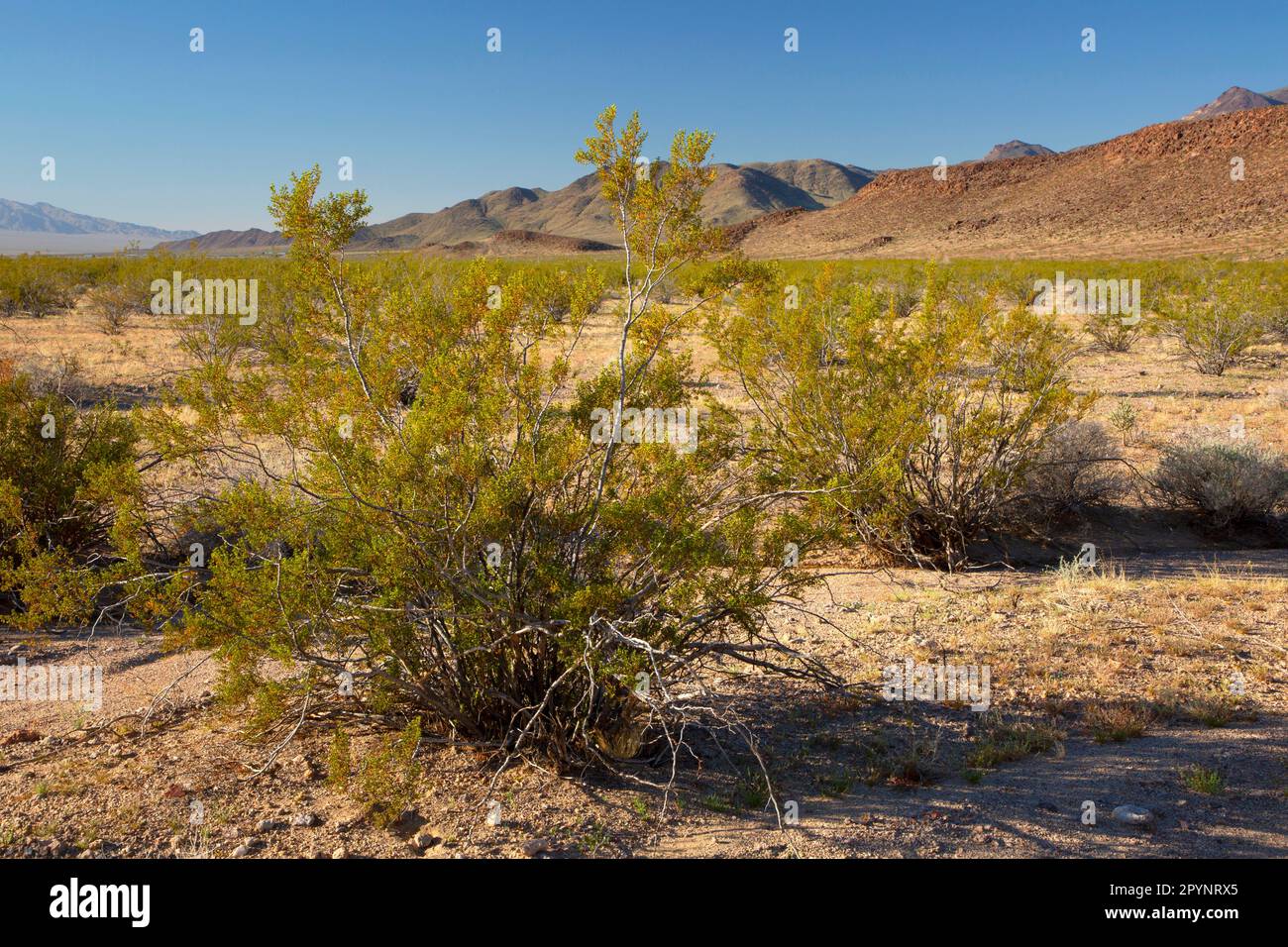 Brousse de créosote à Blind Hills, réserve nationale de Mojave, Californie Banque D'Images