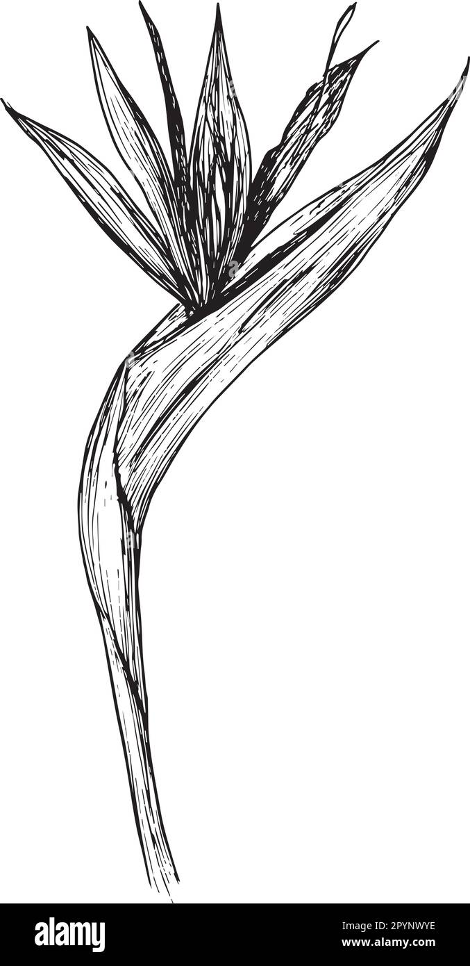 Illustration vectorielle de la fleur de Strelitzia, fleur de l'oiseau de paradis dans les graphiques. Plante tropicale isolée à flanc de falaise noire et blanche sans arrière-plan Illustration de Vecteur
