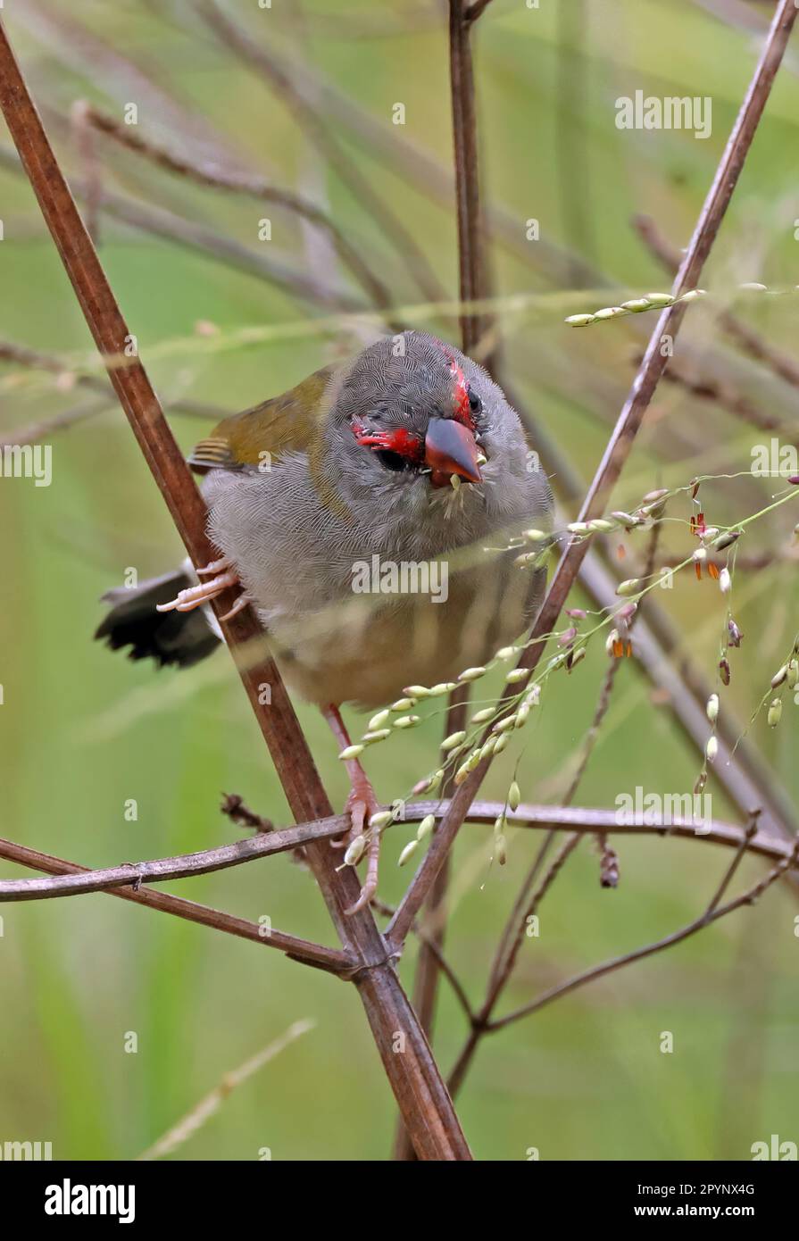 Finch brun rouge (Neochmia temporalis temporalis) adulte se nourrissant de graines au sud-est du Queensland, Australie. Mars Banque D'Images