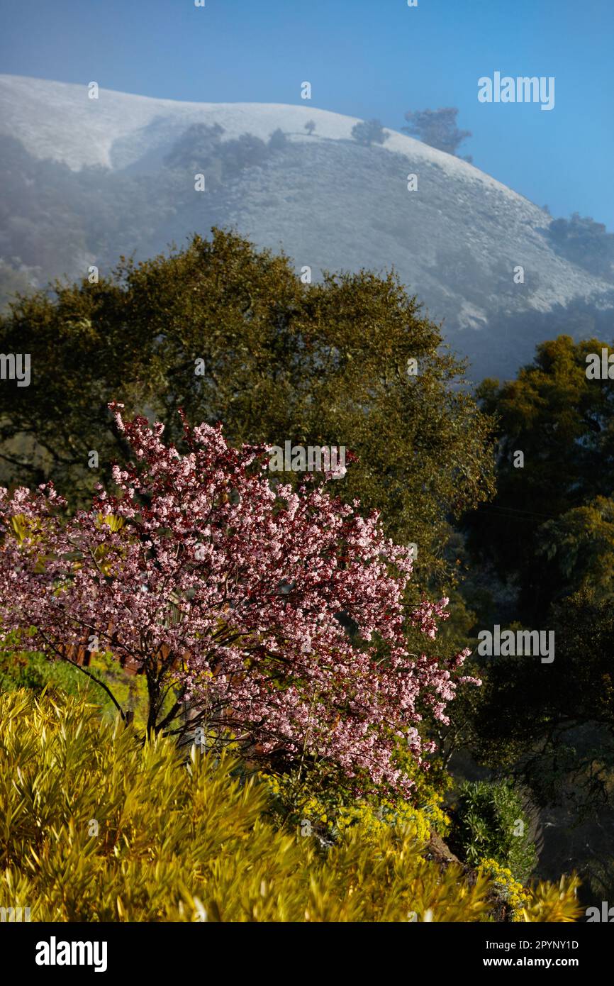 Collines couvertes de neige dans Carmel Valley avec arbre en fleur est un spectacle rare - Californie Banque D'Images