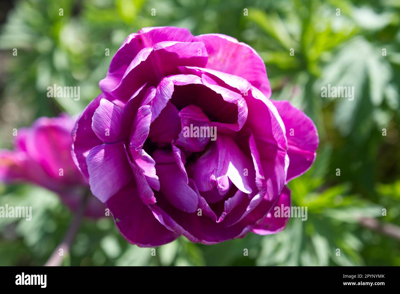 Fleurs de printemps pourpres de la double tulipe tardive, Tulipa Blue Diamond dans le jardin du Royaume-Uni avril Banque D'Images