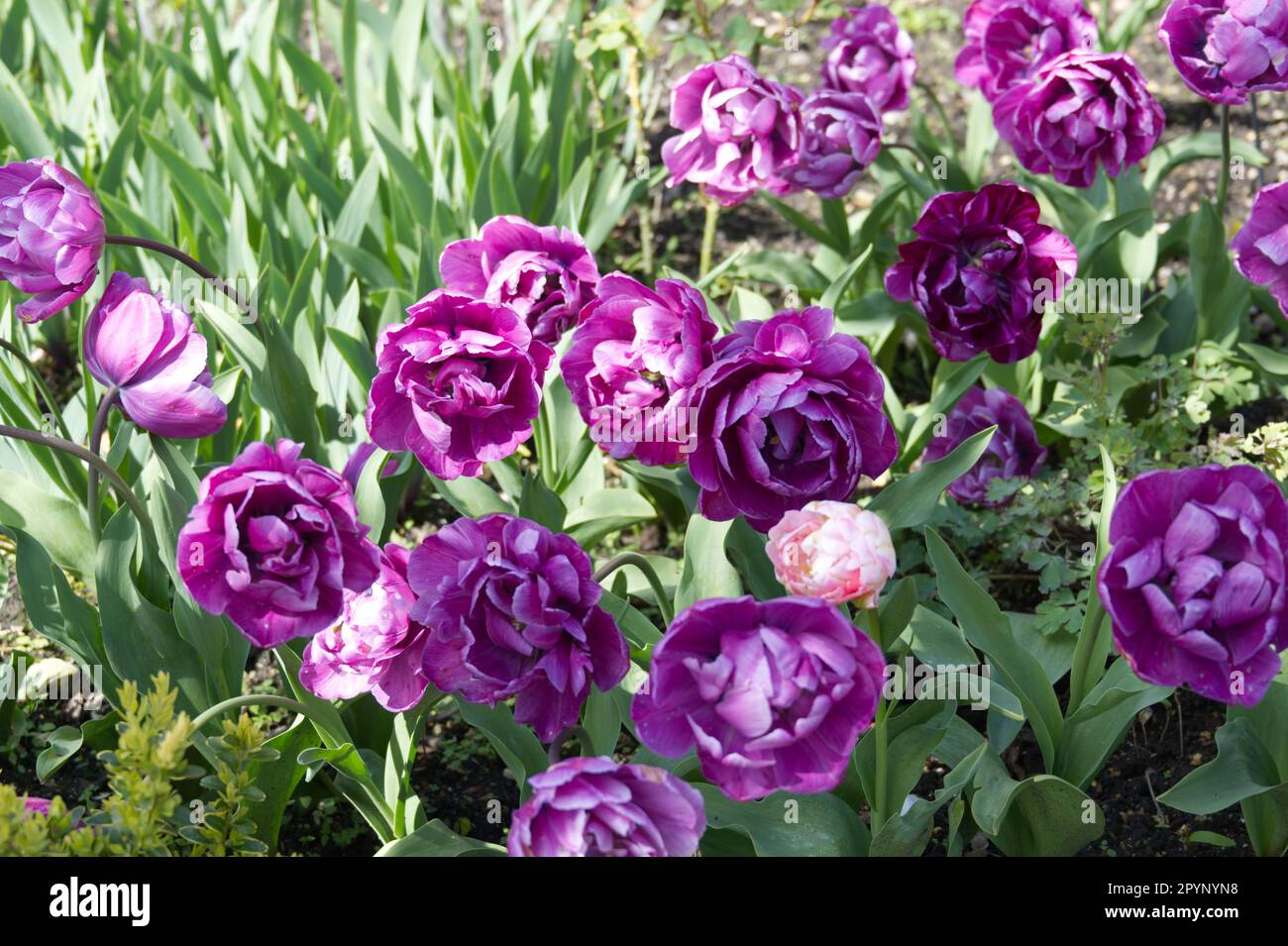 Fleurs de printemps pourpres de la double tulipe tardive, Tulipa Blue Diamond dans le jardin du Royaume-Uni avril Banque D'Images