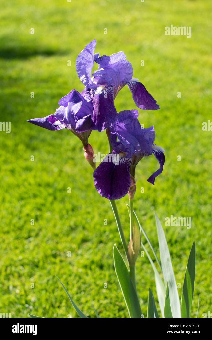 Iris bleu barbu, croissant le long de l'autoroute M25. Banque D'Images