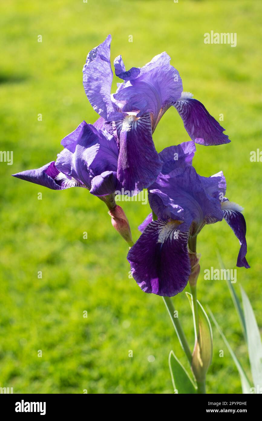 Iris bleu barbu, croissant le long de l'autoroute M25. Banque D'Images