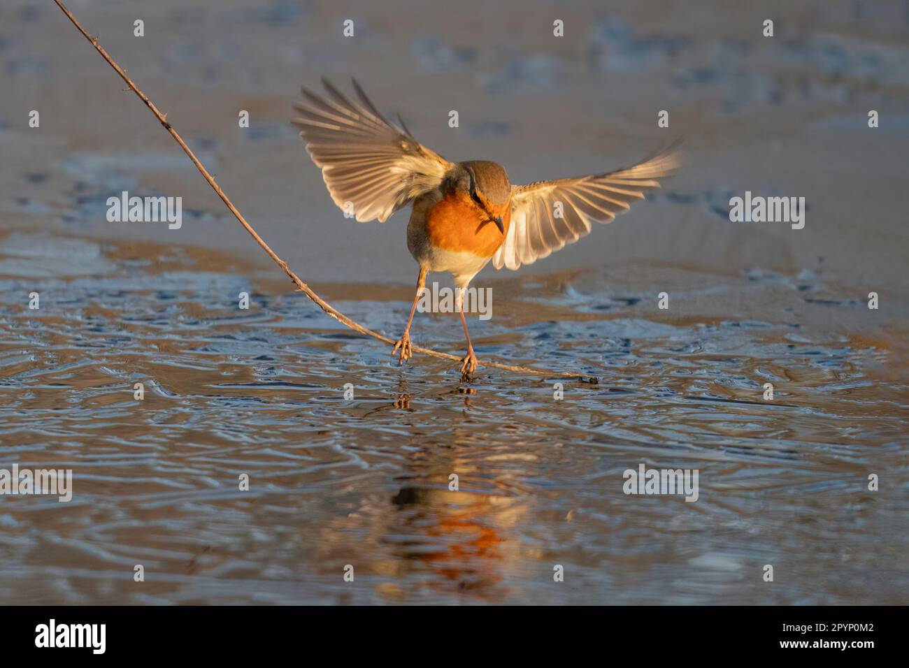 Le robin européen (erithacus rubecula) dansant un peu de branche, au soleil du matin. Toujours en train de geler car vous pouvez voir la glace sur l'eau. Banque D'Images