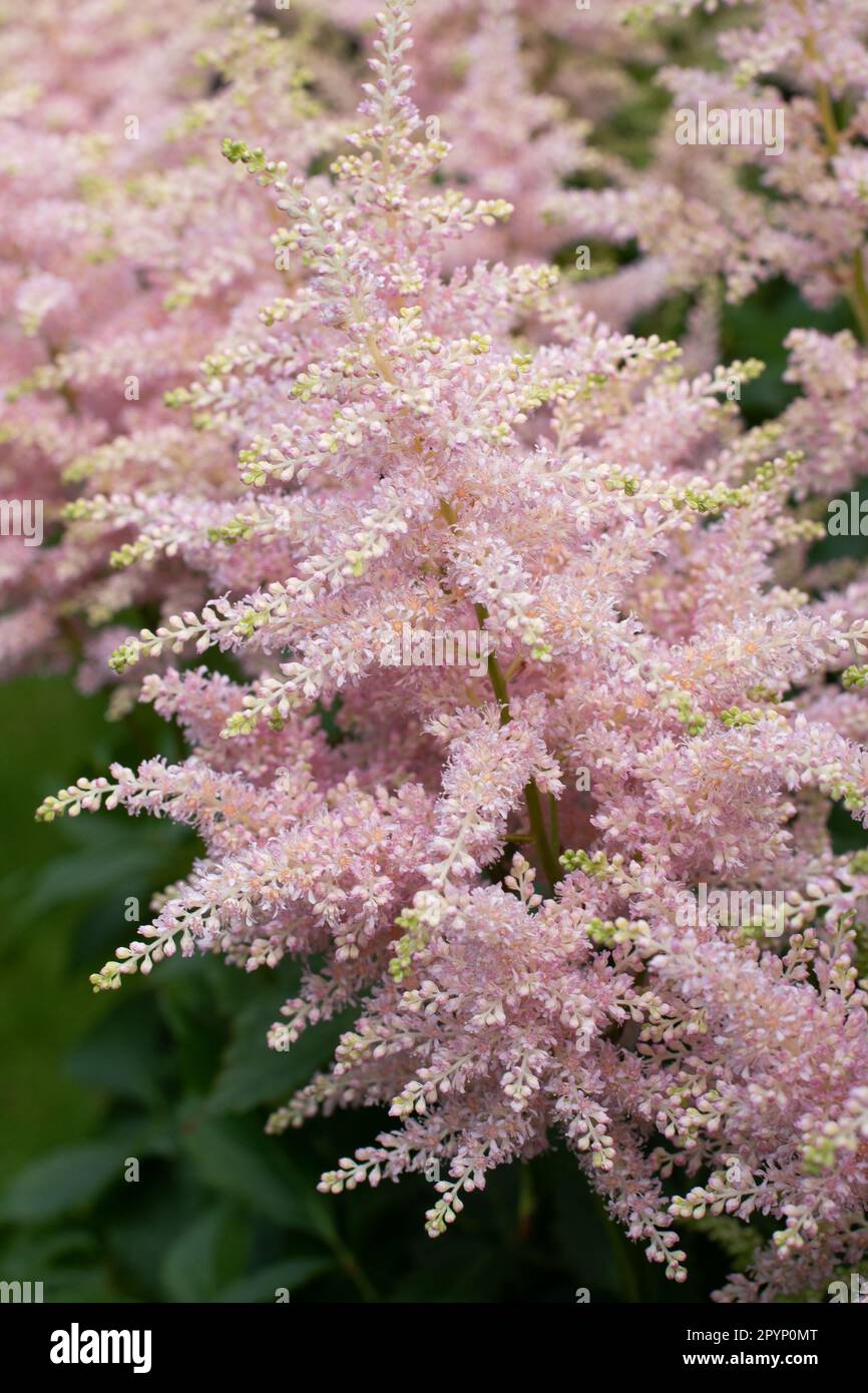 Astilbe à plumes se développent dans une ombre à effet de applique Banque D'Images