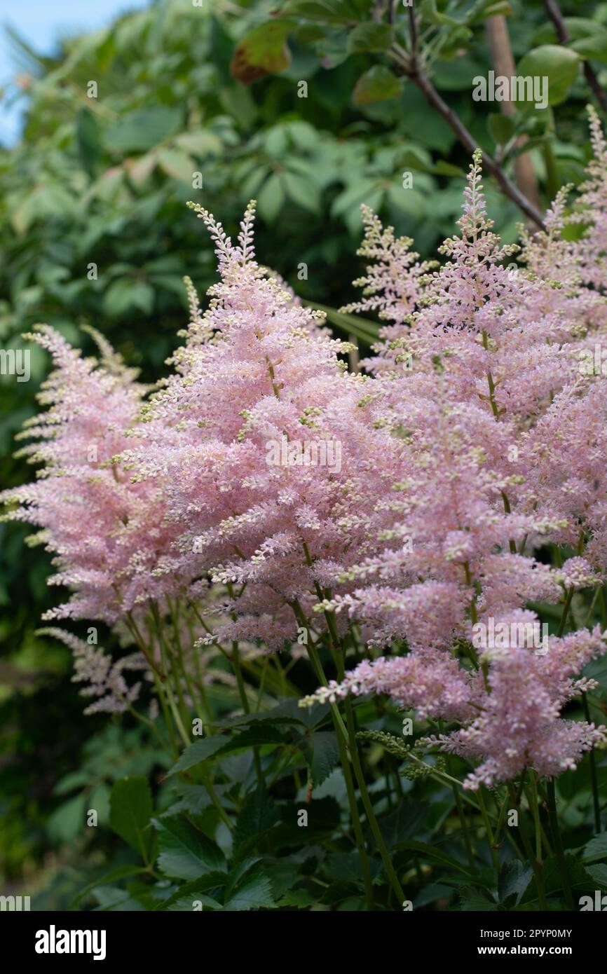 Astilbe à plumes se développent dans une ombre à effet de applique Banque D'Images