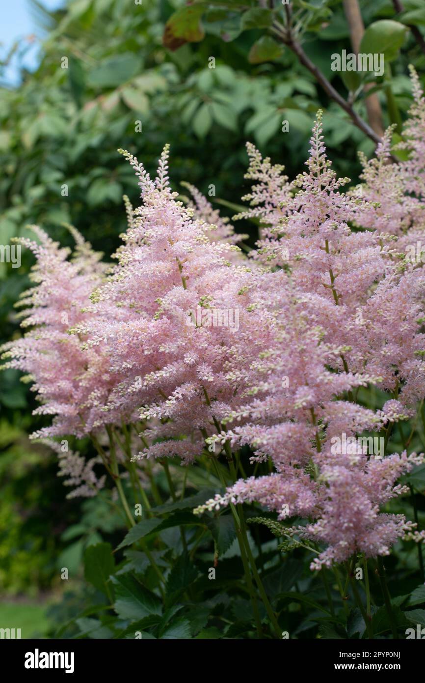 Astilbe à plumes se développent dans une ombre à effet de applique Banque D'Images