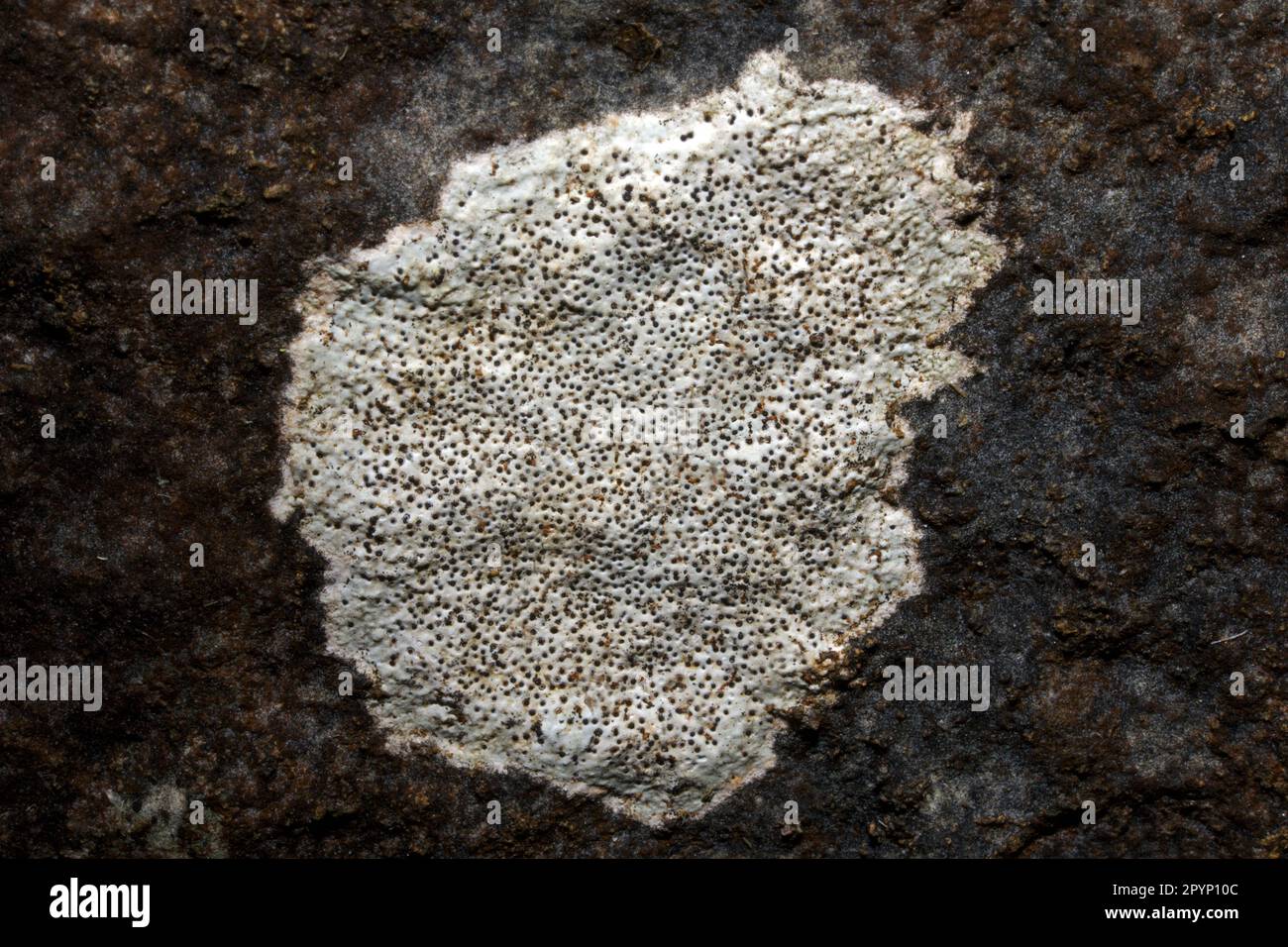 Bagliettoa calciseda est un lichen croûteux que l'on trouve sur des roches calcaires bien éclairées et exposées. Il semble avoir une distribution mondiale. Banque D'Images