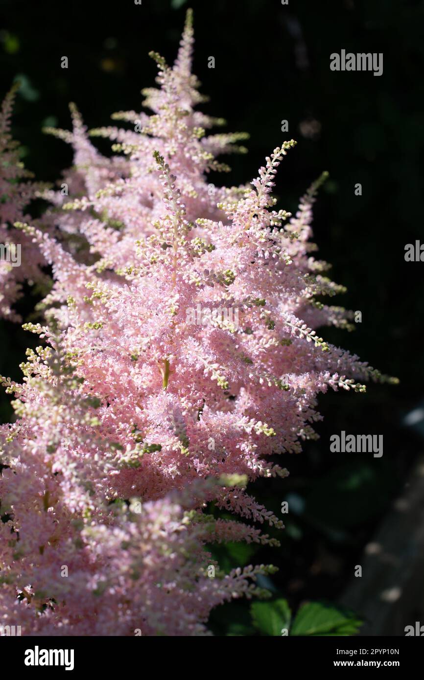 Astilbe à plumes se développent dans une ombre à effet de applique Banque D'Images