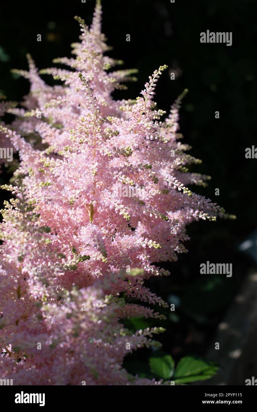 Astilbe à plumes se développent dans une ombre à effet de applique Banque D'Images