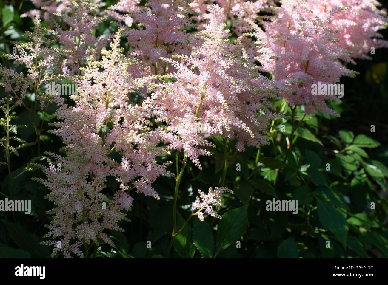 Astilbe à plumes se développent dans une ombre à effet de applique Banque D'Images