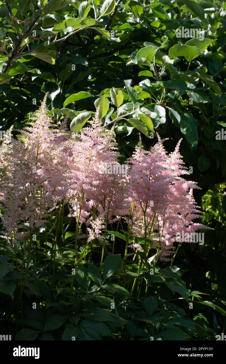 Astilbe à plumes se développent dans une ombre à effet de applique Banque D'Images