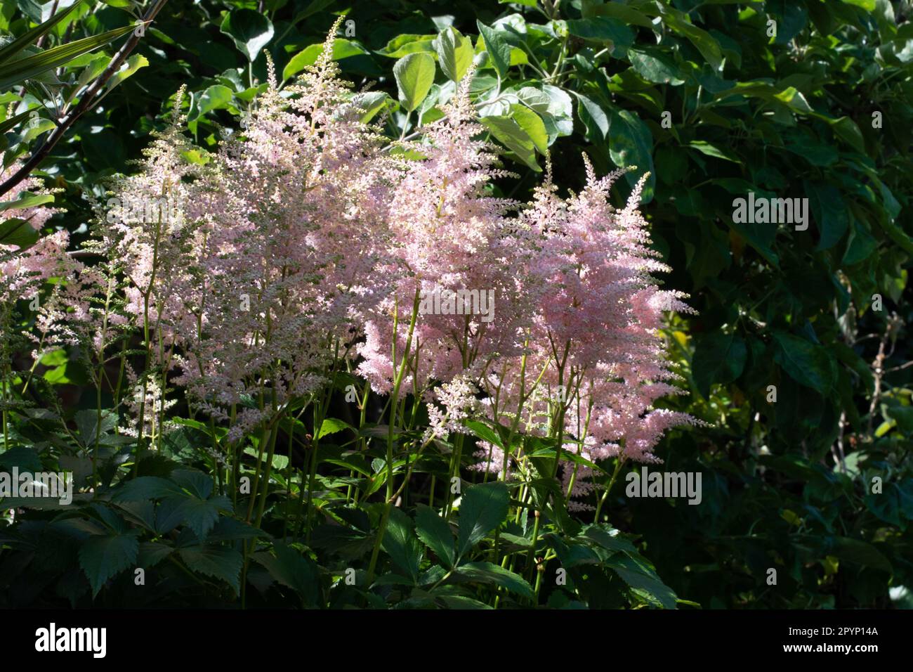 Astilbe à plumes se développent dans une ombre à effet de applique Banque D'Images