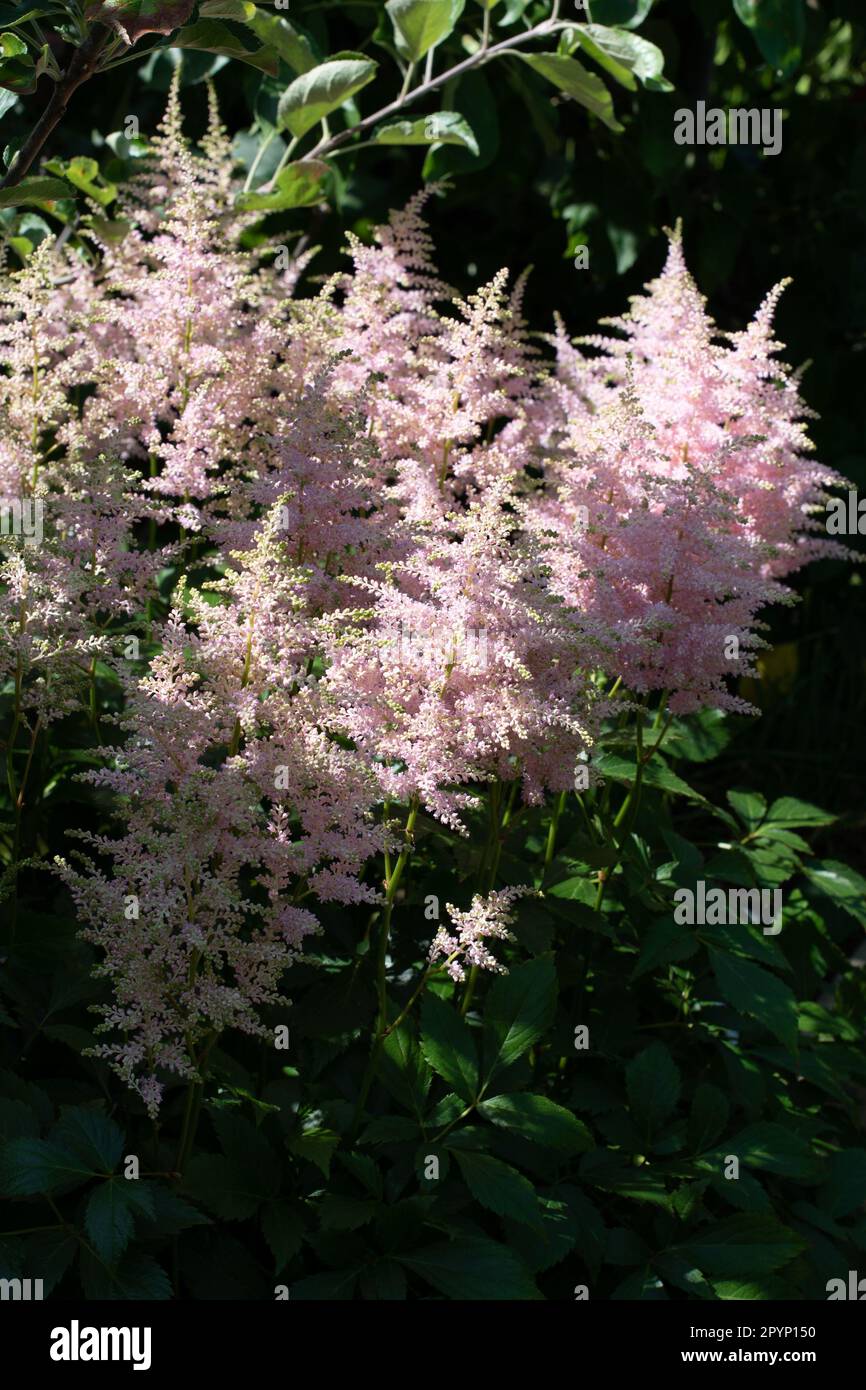 Astilbe à plumes se développent dans une ombre à effet de applique Banque D'Images