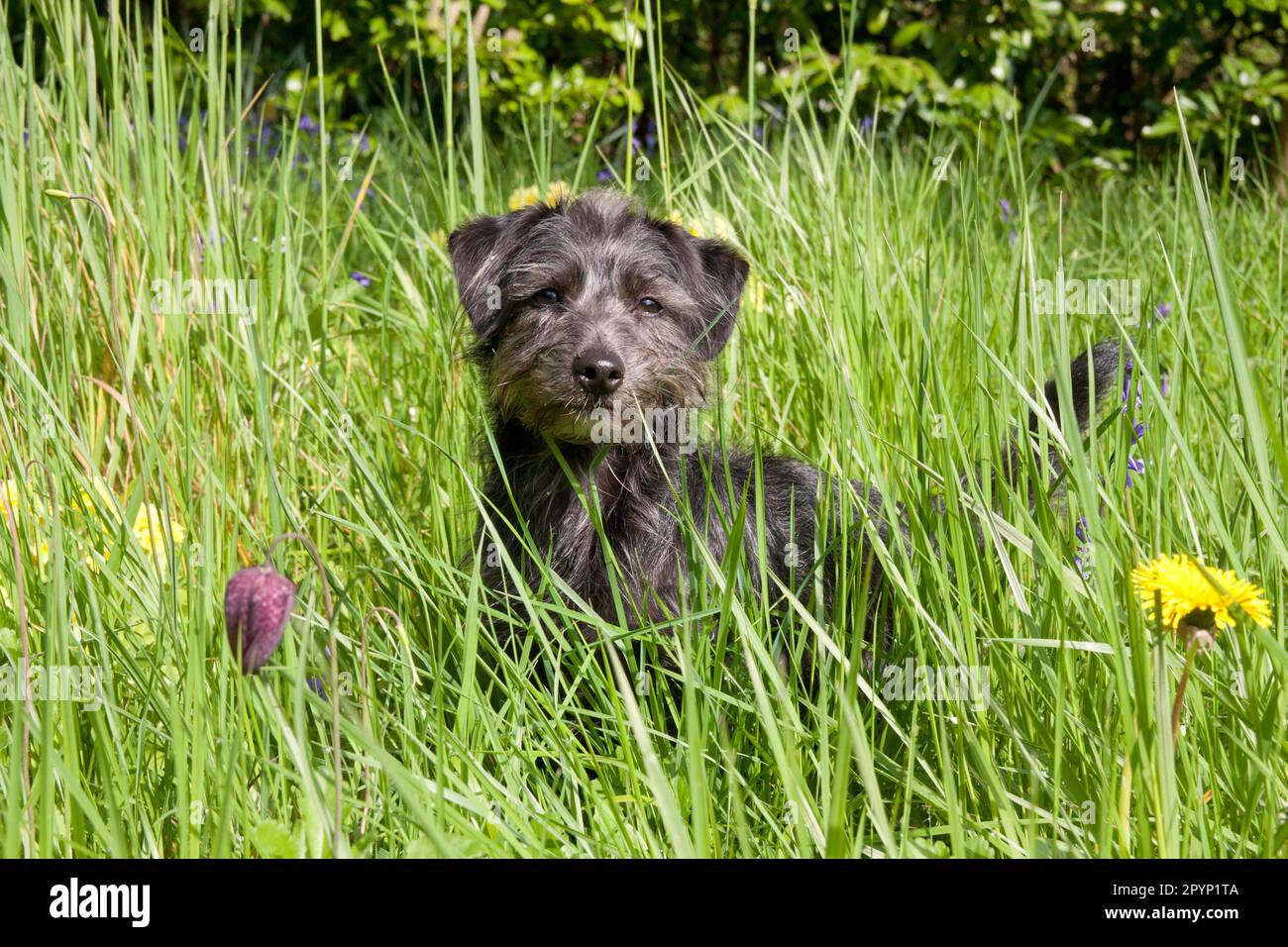 Jackapoo chien juvénile dans le champ de printemps Banque D'Images