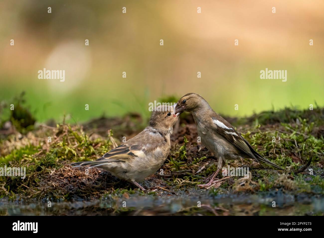 La mère de chaffinch (Fringilla coelebs) qui nourrit son enfant Banque D'Images
