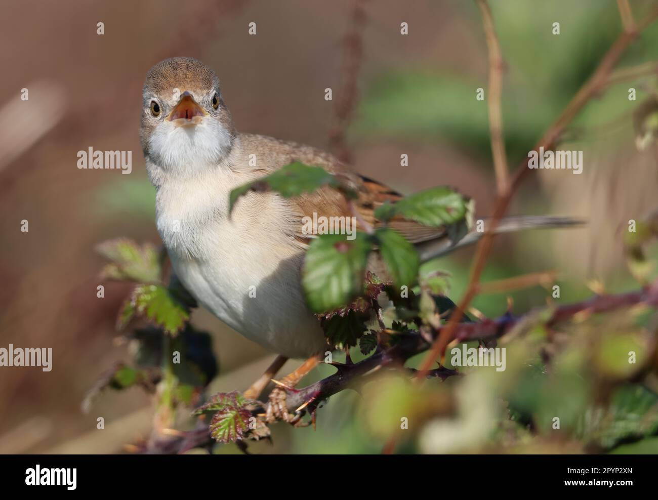 Un Whitethroat commun (Curruca communis) arrive un Royaume-Uni après la migration de l'Afrique Banque D'Images