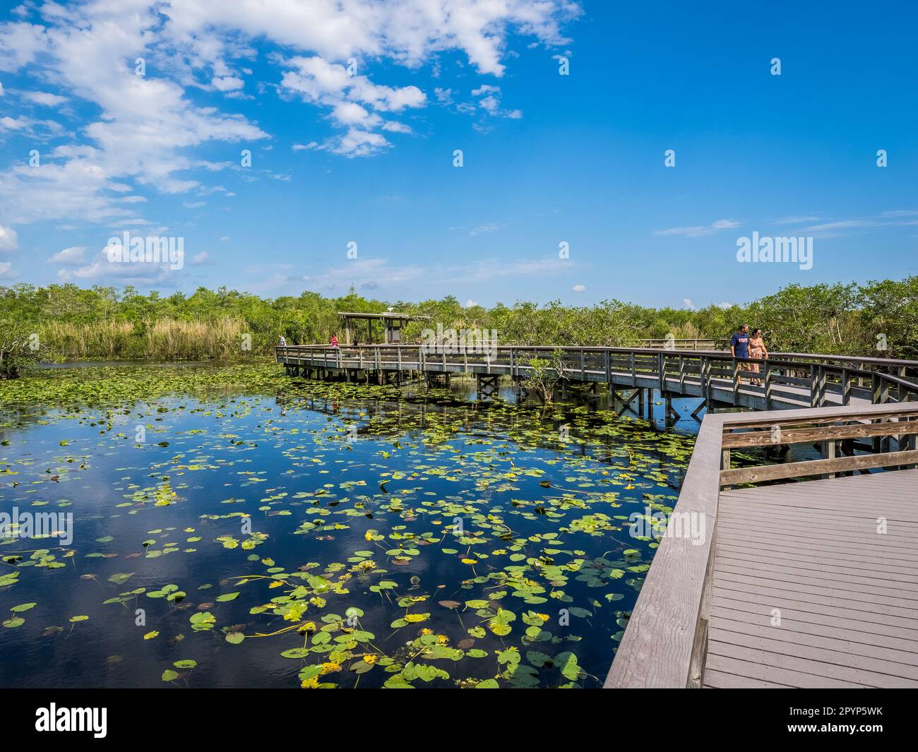 Promenade sur le sentier Anhinga Trail dans la région de Royal Palm, dans le parc national des Everglades, dans le sud de la Floride, aux États-Unis Banque D'Images Promenade sur le sentier Anhinga Trail dans la région de Royal Palm, dans le parc national des Everglades, dans le sud de la Floride, aux États-Unis Banque D'Images