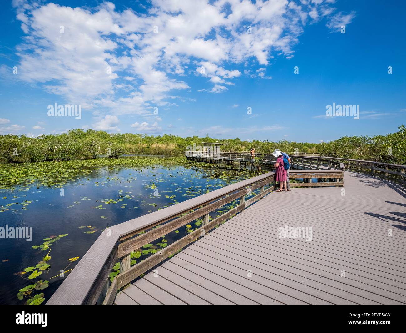 Promenade sur le sentier Anhinga Trail dans la région de Royal Palm, dans le parc national des Everglades, dans le sud de la Floride, aux États-Unis Banque D'Images Promenade sur le sentier Anhinga Trail dans la région de Royal Palm, dans le parc national des Everglades, dans le sud de la Floride, aux États-Unis Banque D'Images
