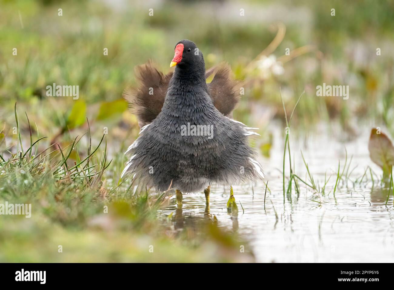 Le moorhen commun (Gallinula chloropus), avec le vent de derrière. Banque D'Images