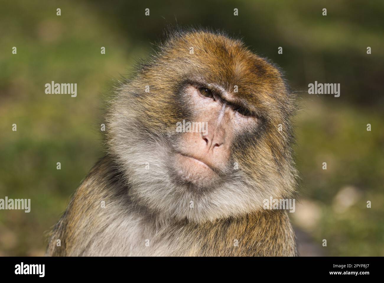 Macaque de Barbarie (Macaca sylvanus) Banque D'Images