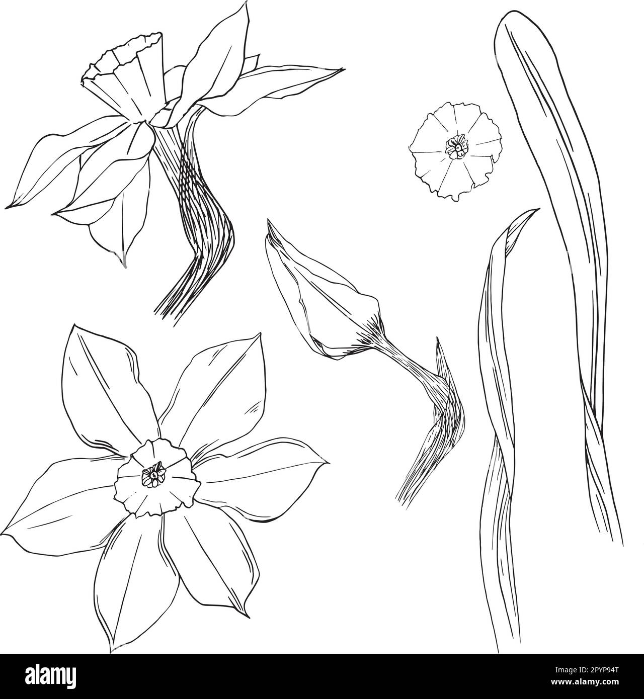 Illustration vectorielle d'une fleur de narcisse dans des graphiques à encre. Ensemble d'éléments graphiques d'un bourgeon de jonquille et de feuilles dans différentes positions. Jeu de pièces clipart Illustration de Vecteur