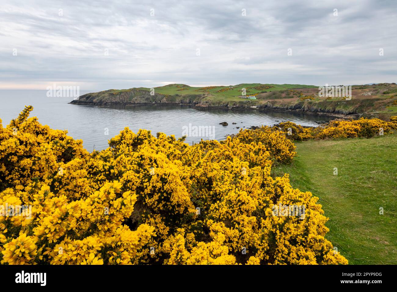Le sentier de la côte d'Anglesey à Porth Wen près d'Amlwch lors d'une matinée printanière dans le nord du pays de Galles. Banque D'Images