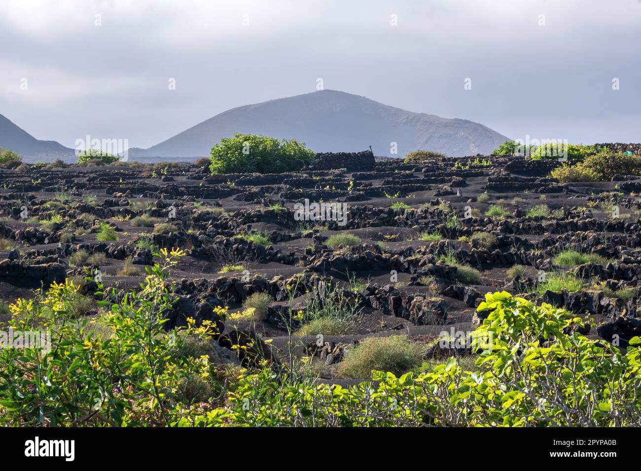 Champs en terrasse sur Lanzarote, îles Canaries, Espagne Banque D'Images