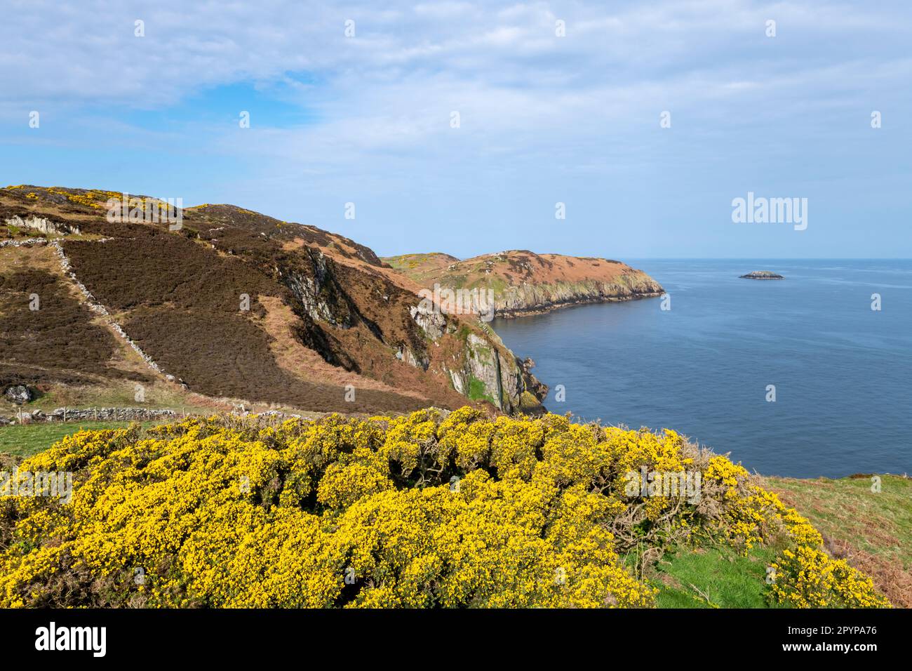 Côte colorée entre Amlwch et Cemaes Bay, Anglesey, au nord du pays de Galles. Banque D'Images