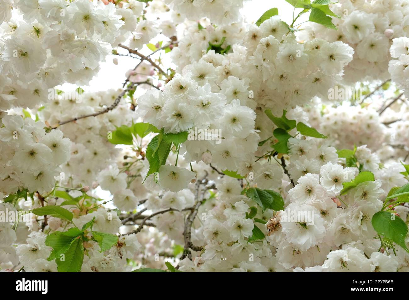 Prunus cerisier en fleur Prunus 'Shogetsu'. Banque D'Images