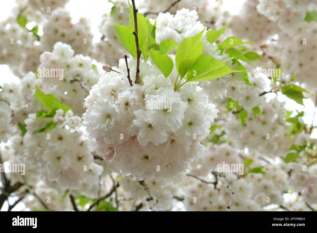 Prunus cerisier en fleur Prunus 'Shogetsu'. Banque D'Images
