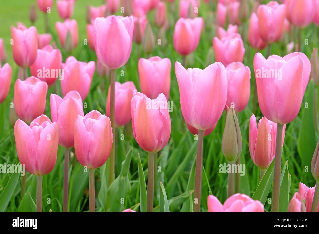 Triomphe Tulip 'maîtresse' en fleur. Banque D'Images
