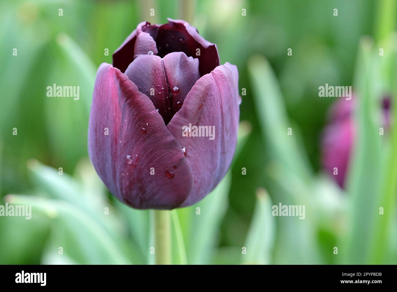Tulipe triomphe « Paul Scherer » en fleur. Banque D'Images