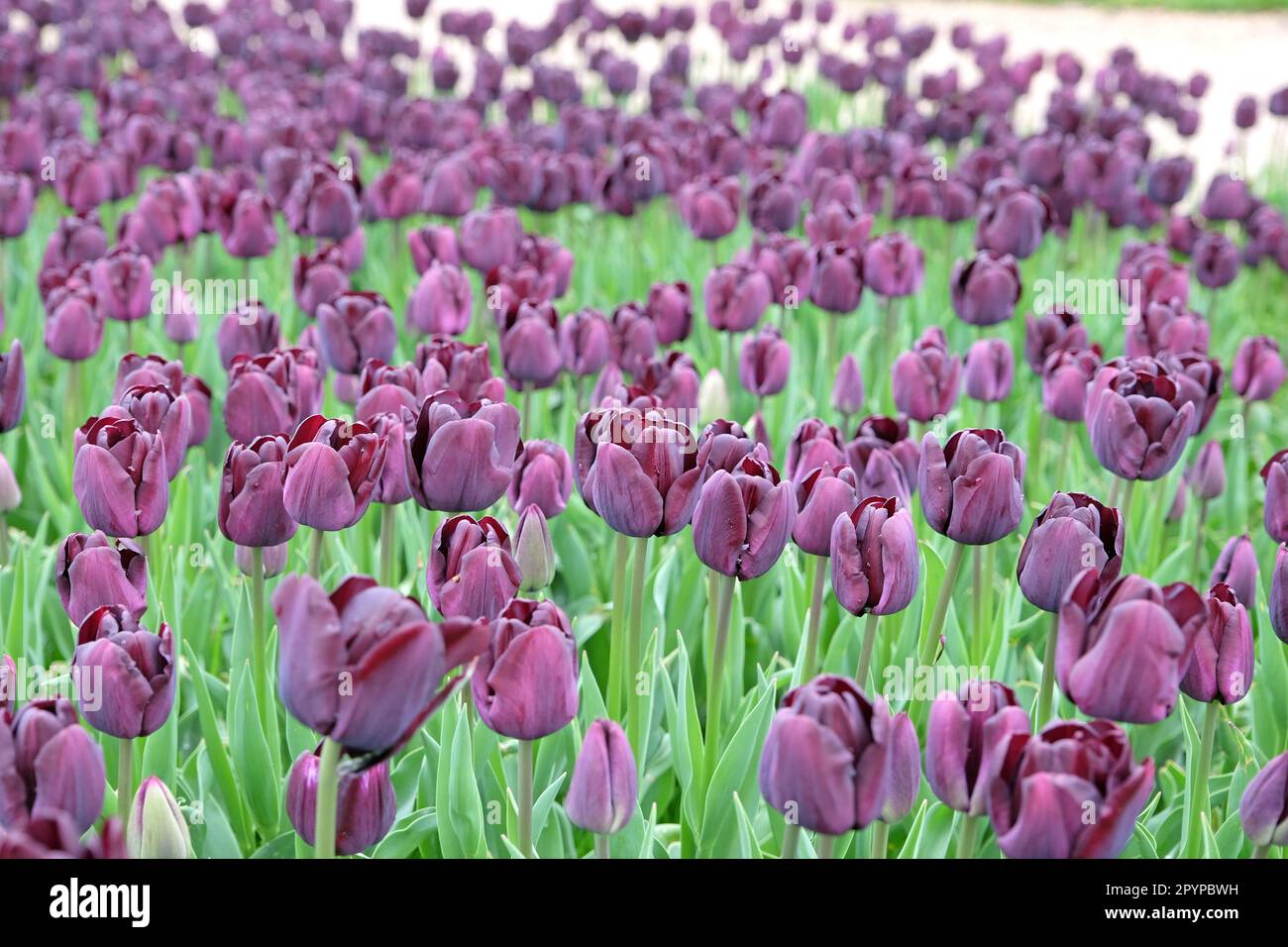 Tulipe triomphe « Paul Scherer » en fleur. Banque D'Images