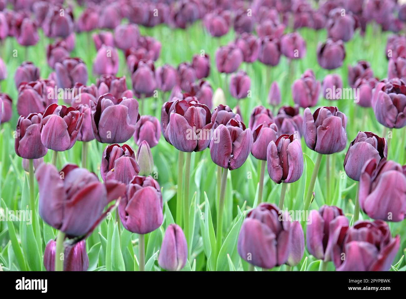 Tulipe triomphe « Paul Scherer » en fleur. Banque D'Images