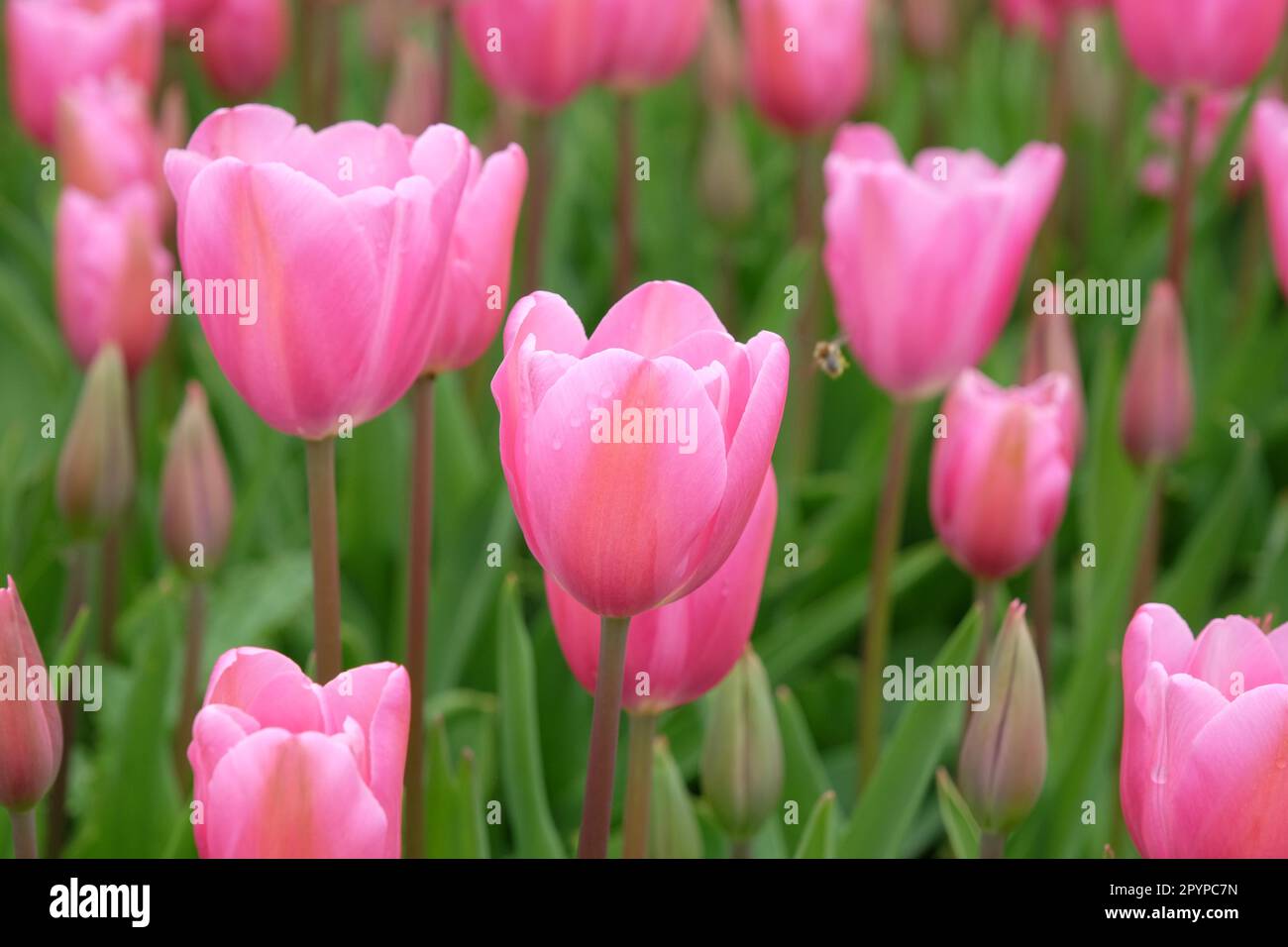 Triomphe Tulip 'maîtresse' en fleur. Banque D'Images