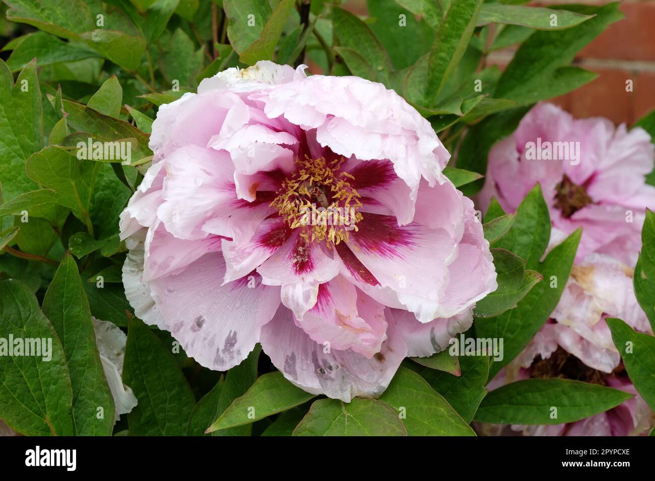 Paeonia suffruticosa 'LAN Bao shi' en fleur. Banque D'Images