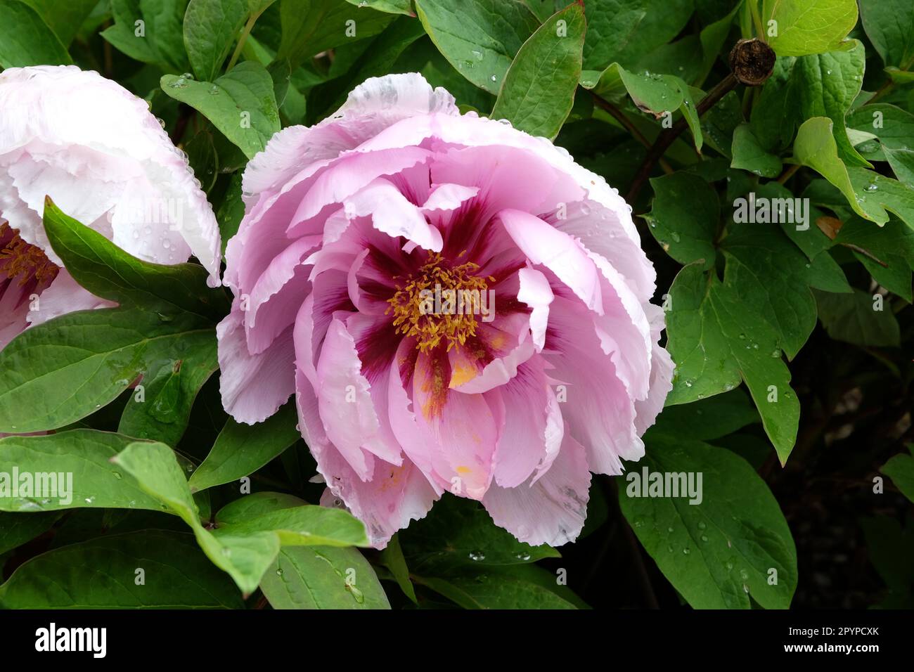 Paeonia suffruticosa 'LAN Bao shi' en fleur. Banque D'Images