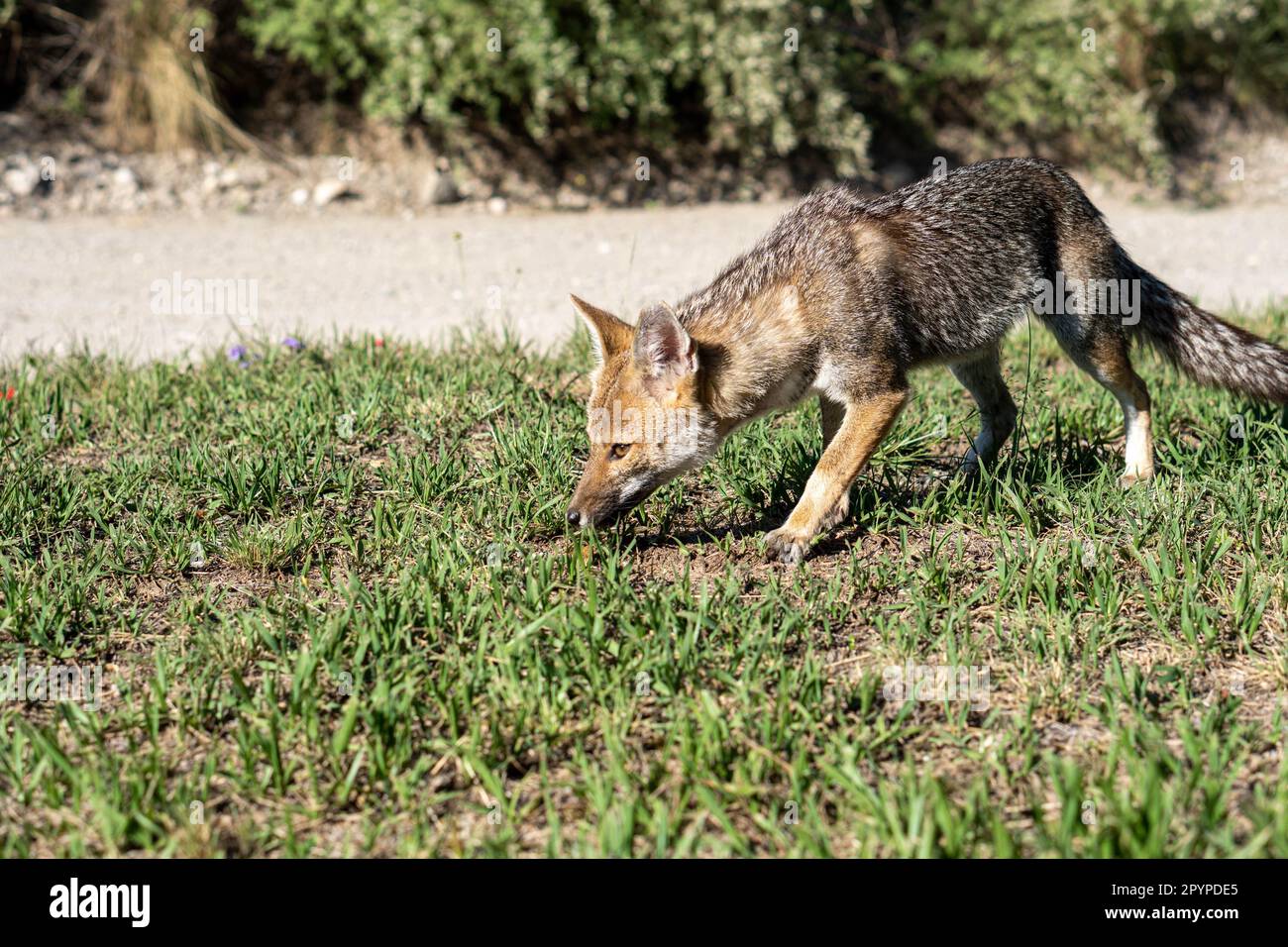 Un renard est museau-profond dans un champ herbacé luxuriant, explorant son habitat avec son sens aigu de l'odeur Banque D'Images