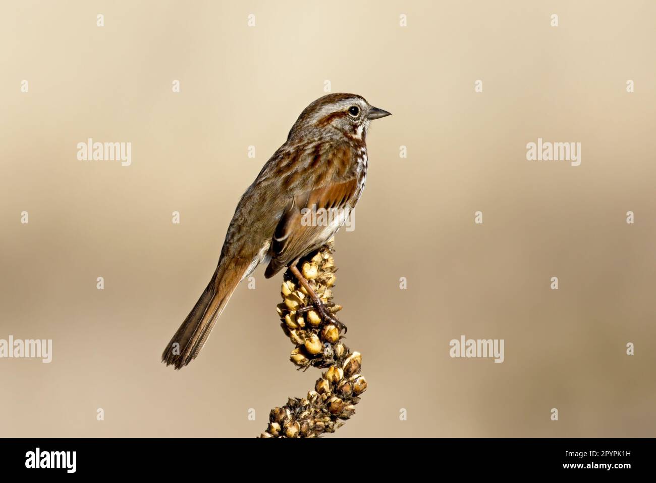 Une mignonne de chant est perchée sur une grande plante dans la région des Flats Saltese du lac Libery, dans l'État de Washington. Banque D'Images