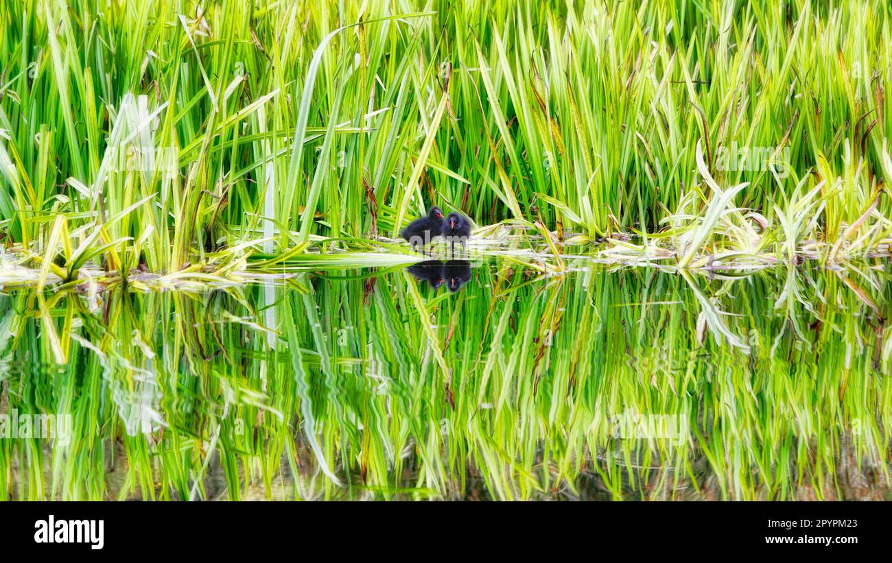 Les poussins de Moorhen se reflètent dans un étang calme Banque D'Images