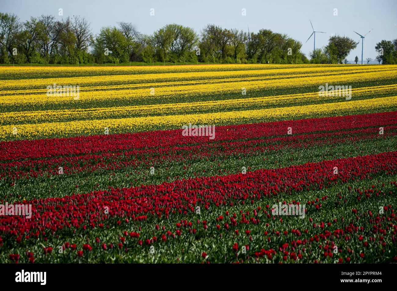 Magdebourg, Allemagne. 3rd mai 2023. Les champs de tulipes sont en pleine floraison à Schwaneberg près de Magdeburg les plus grands champs de tulipes d'Allemagne près du village de Schwaneberg, à 15 kilomètres de Magdeburg, Saxe-Anhalt, attirent les résidents locaux et les touristes chaque année à la fin avril et début mai. Les champs appartiennent à l'entreprise familiale Degenhardt-Sellmann, l'un des plus grands producteurs de tulipes d'Allemagne. (Credit image: © Yauhen Yerchak/SOPA Images via ZUMA Press Wire) USAGE ÉDITORIAL SEULEMENT! Non destiné À un usage commercial ! Banque D'Images