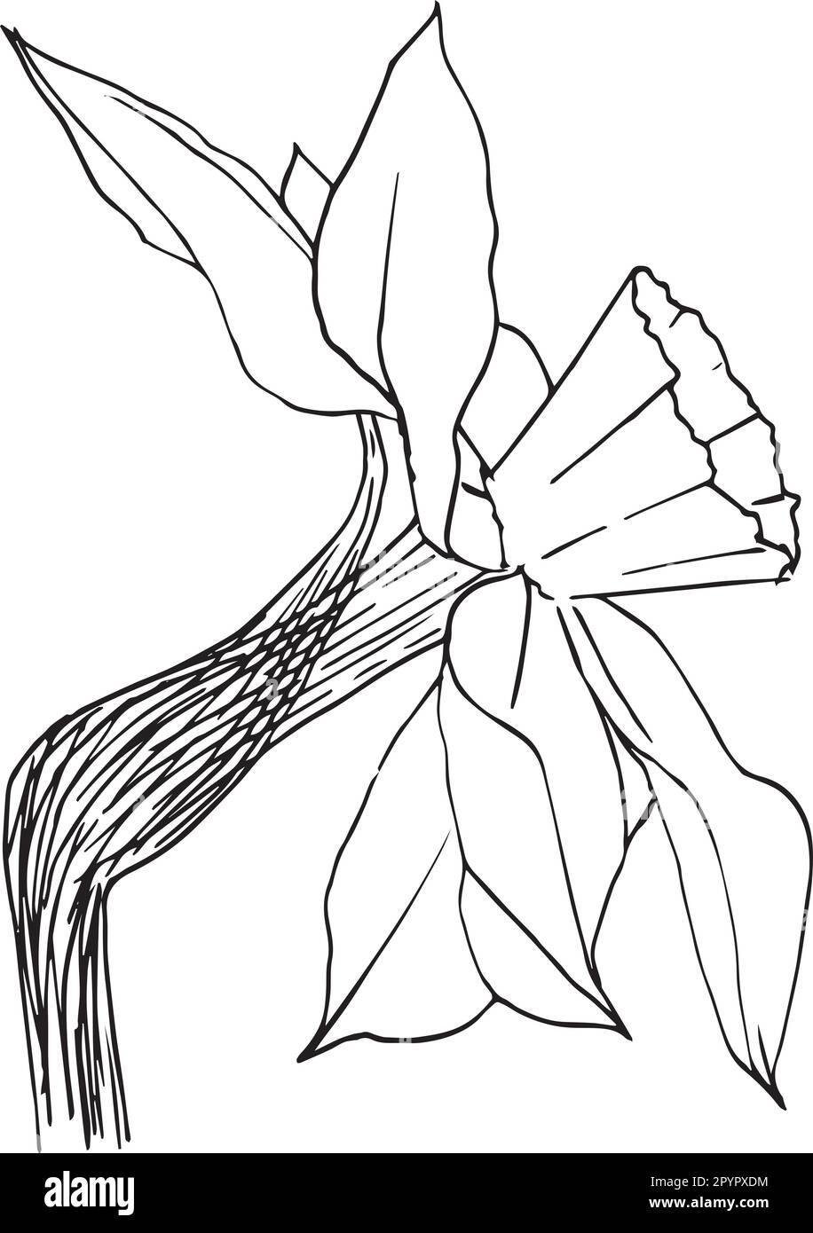 Illustration vectorielle d'une fleur de narcisse dans des graphiques à encre. Éléments graphiques d'un bourgeon de jonquille et de feuilles dans différentes positions. Jeu clipart sans Illustration de Vecteur