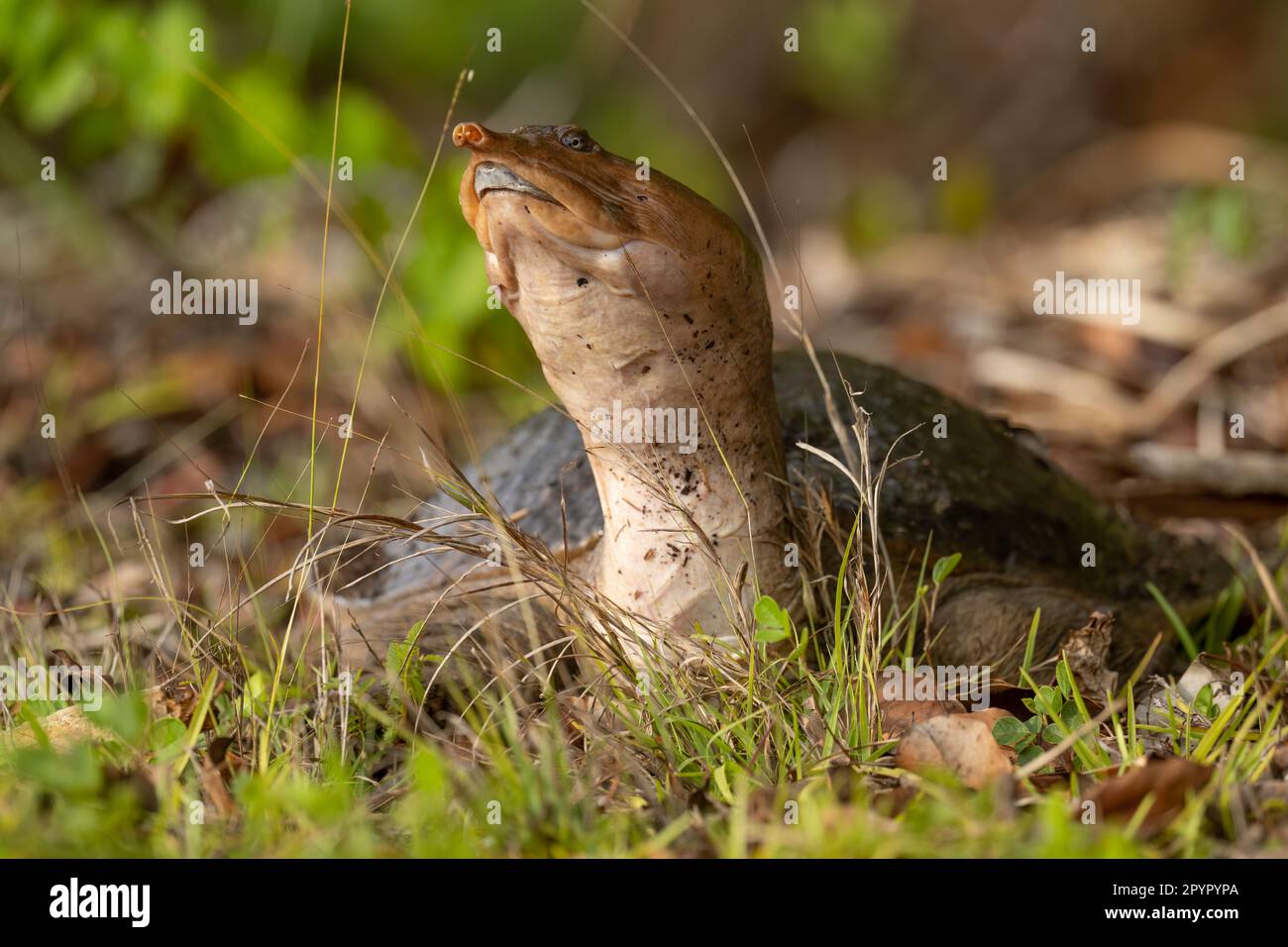 Tortue molle de Floride sur terre Banque D'Images