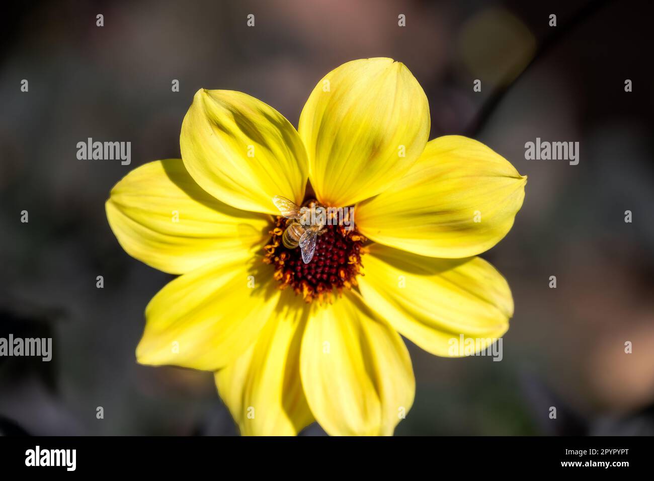 Abeille sur une seule dahlia jaune, gros plan Banque D'Images