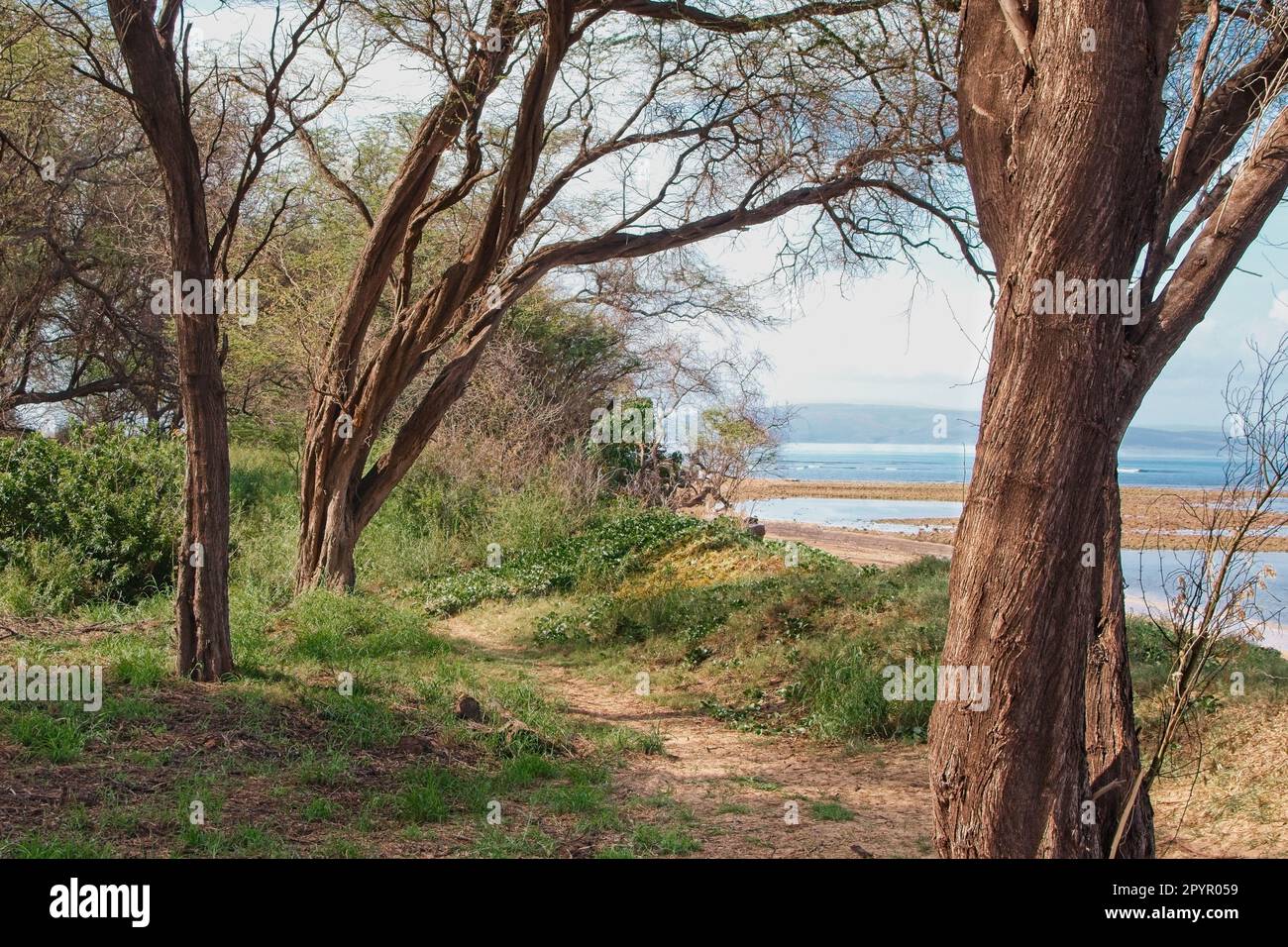 Parc herbacé en bord de mer à Maui. Située près du parc Waipuilani, cette photo présente trois arbres le long d'un sable qui mène à l'océan. Banque D'Images