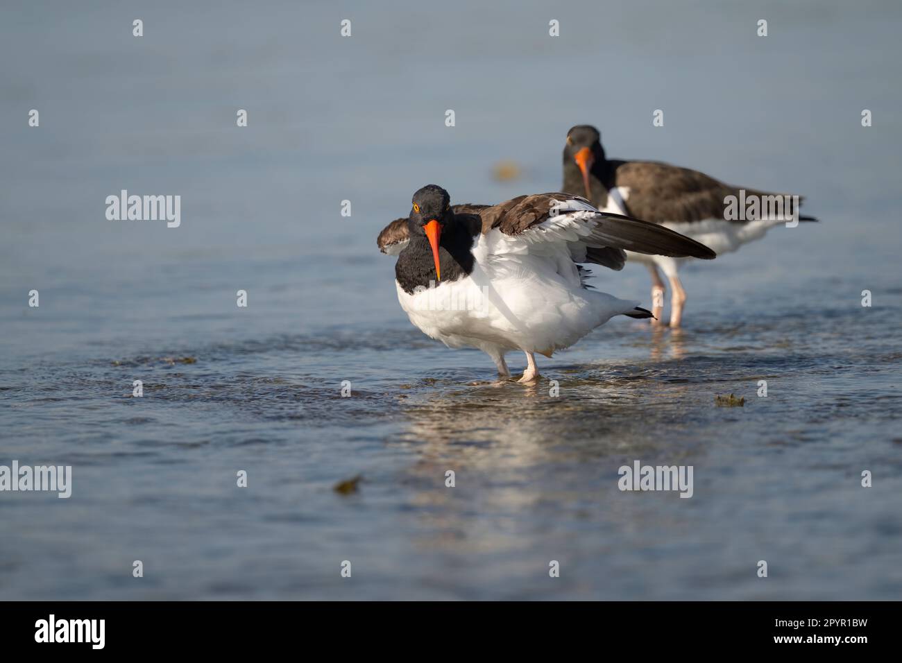 Oystercatcher américain en Floride Banque D'Images