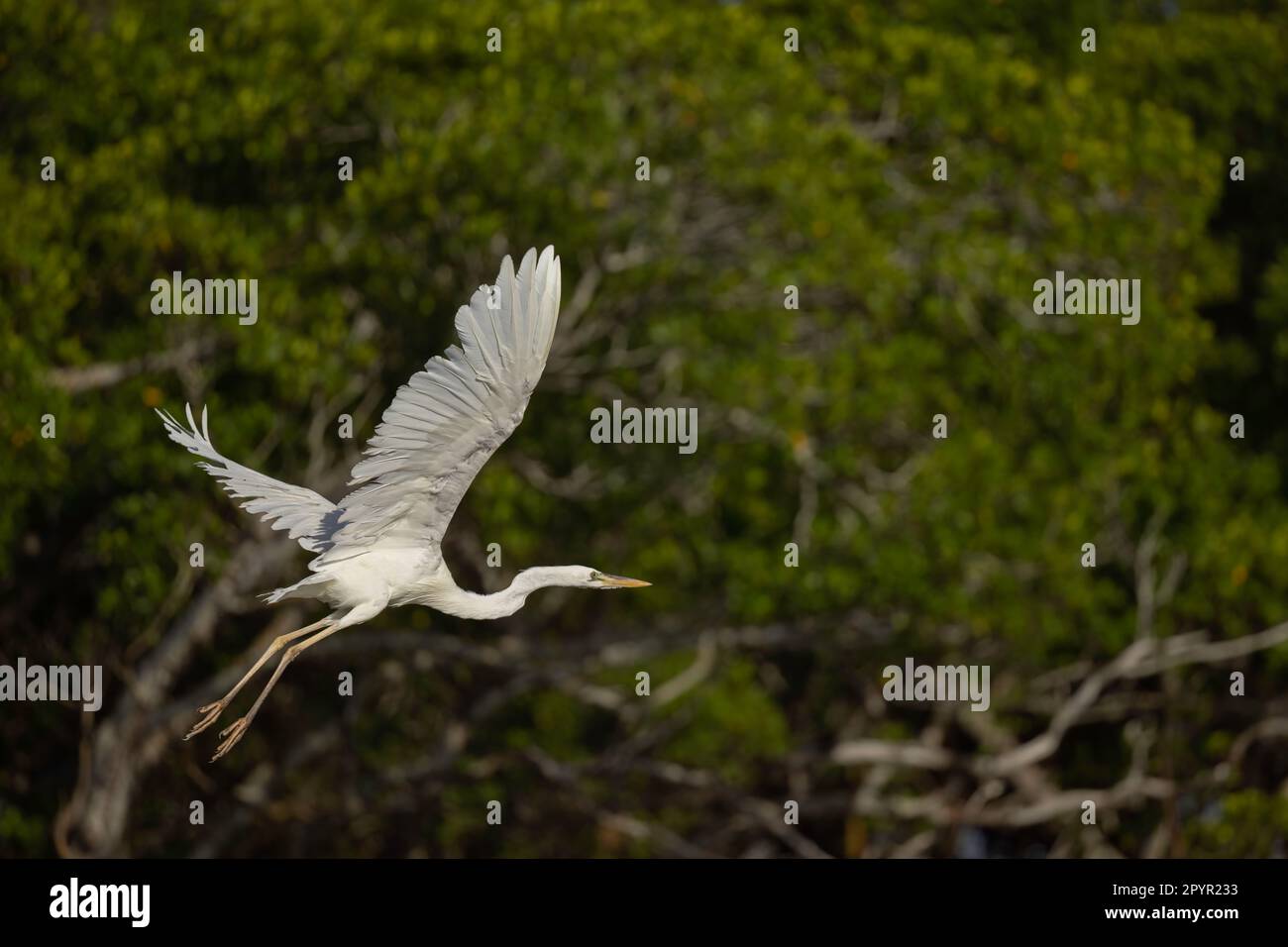 Great Blue Heron White Morph Flying, Floride Banque D'Images